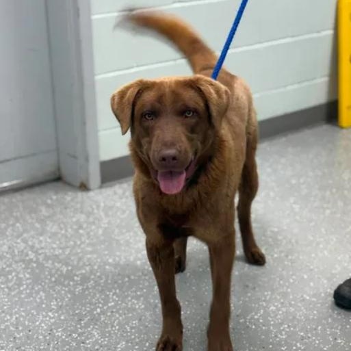 Enlarge Snickers, a ADOPTABLE mixed breed in Bardstown, KY image 4/5
