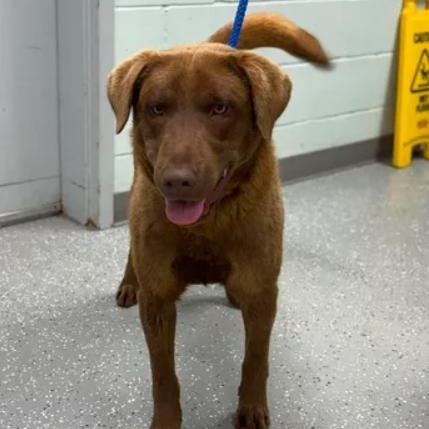 Enlarge Snickers, a ADOPTABLE mixed breed in Bardstown, KY image 5/5