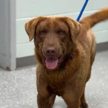 Enlarge Snickers, a ADOPTABLE mixed breed in Bardstown, KY image 2/5