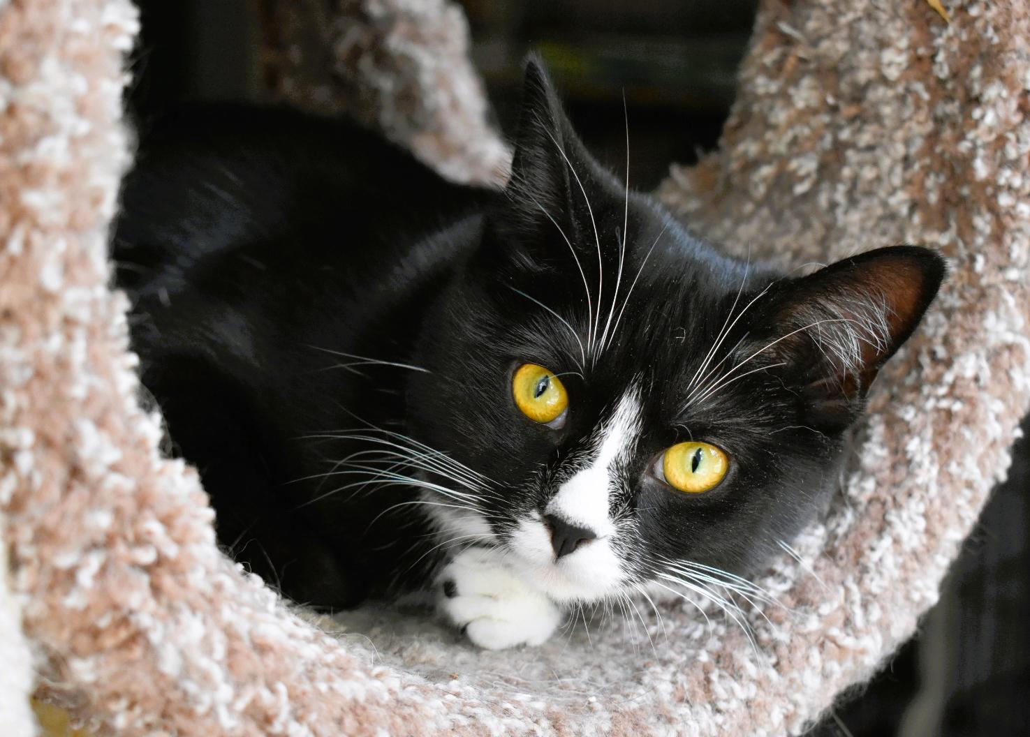 ZESTY ZOE, a Adoptable mixed breed in Spotsylvania, VA image 1/5