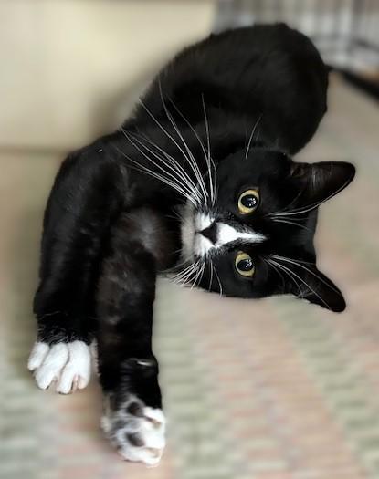 ZESTY ZOE, a Adoptable mixed breed in Spotsylvania, VA image 3/5