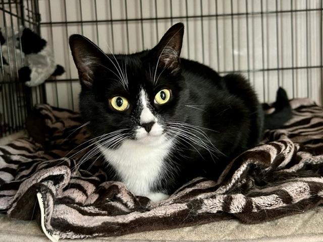 ZESTY ZOE, a Adoptable mixed breed in Spotsylvania, VA image 2/5