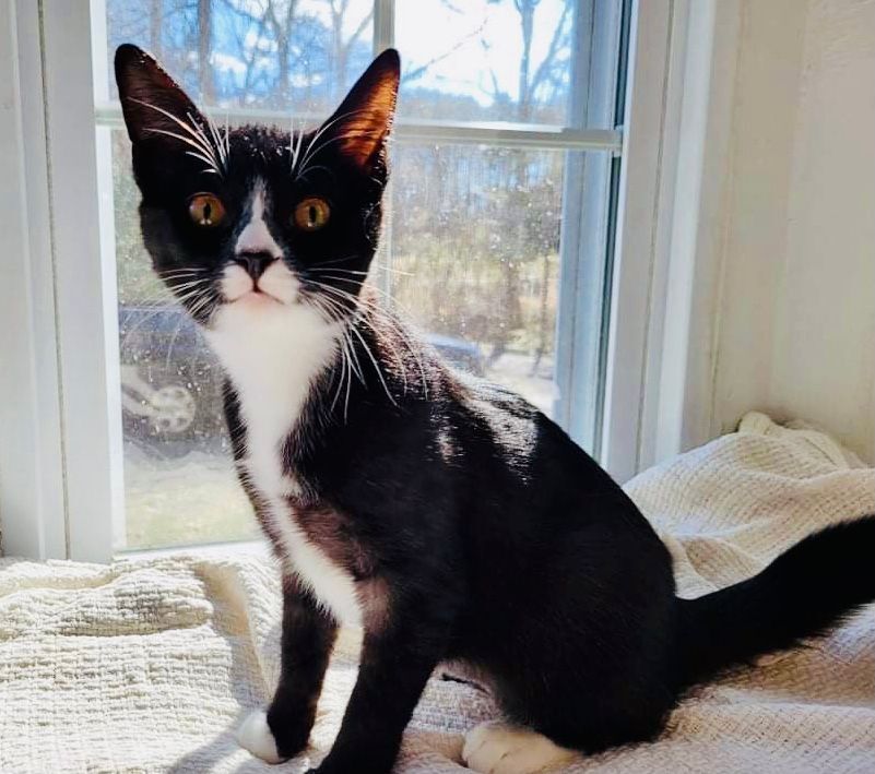 ZESTY ZOE, a Adoptable mixed breed in Spotsylvania, VA image 5/5