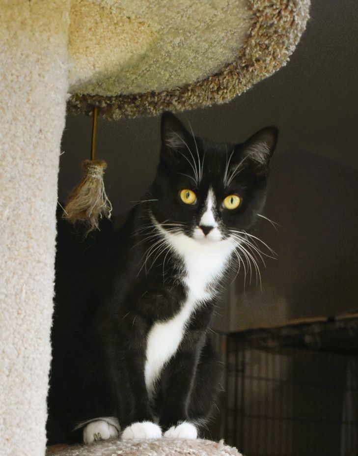 ZESTY ZOE, a Adoptable mixed breed in Spotsylvania, VA image 4/5