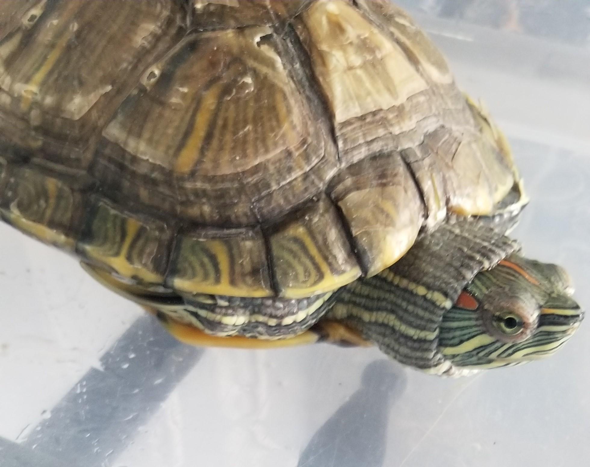 red eared slider 07-25, Adoptable, Adult Male Red-Eared Slider.