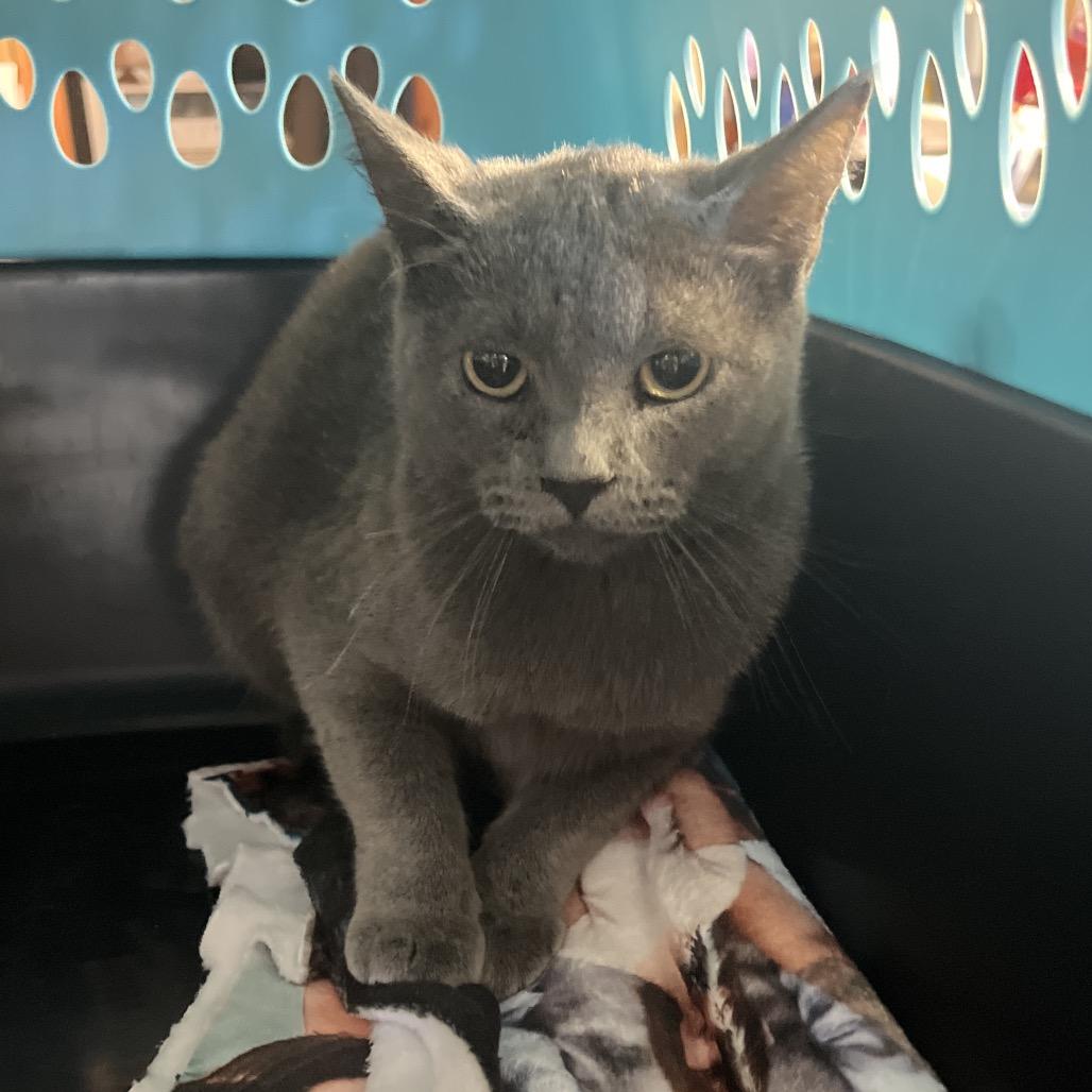 Junebug, Adoptable, Young Female Domestic Short Hair.