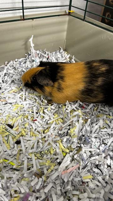 Coco, Adoptable, Baby Female Guinea Pig & Guinea Pig.