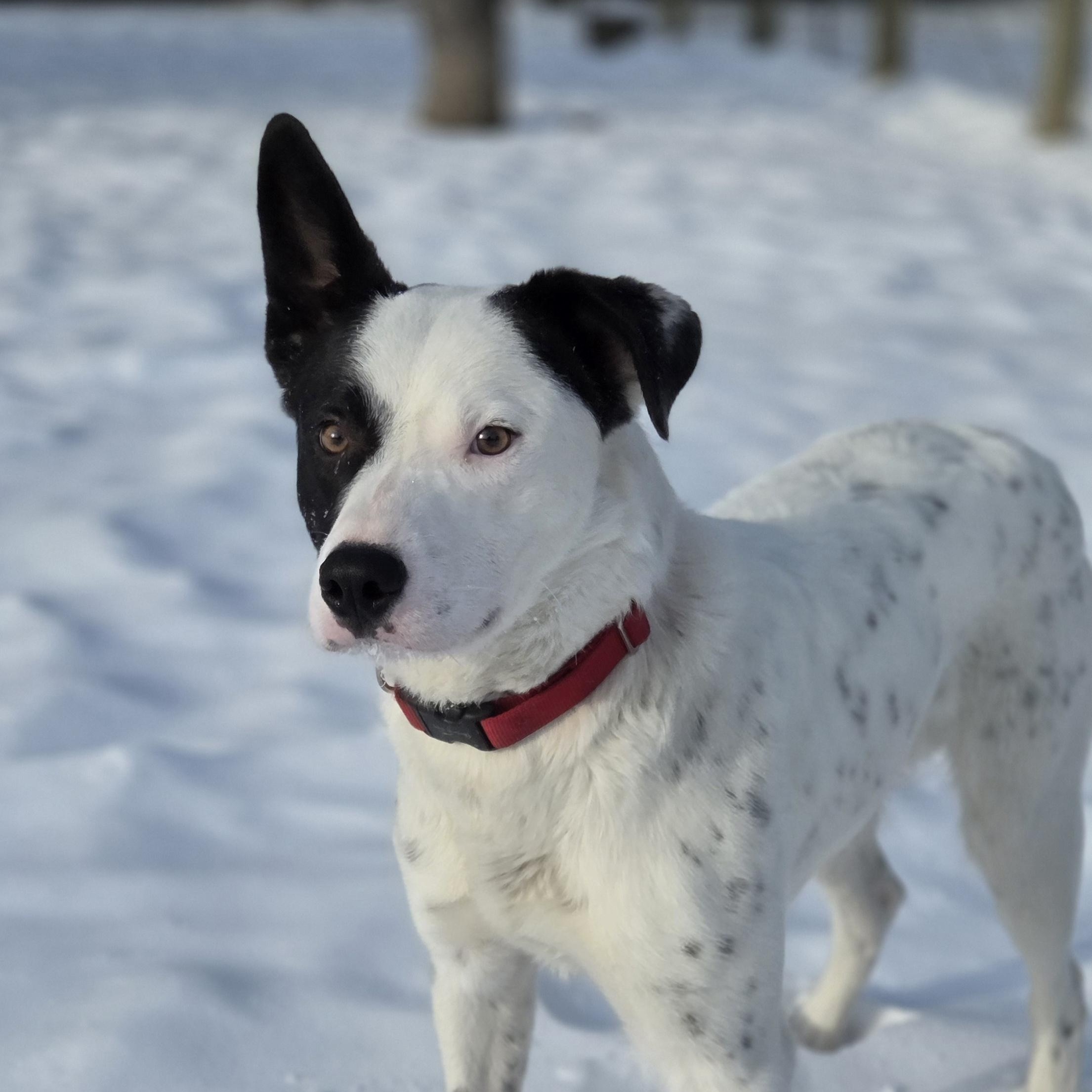 Buddy, ADOPTABLE, Young Male Border Collie.