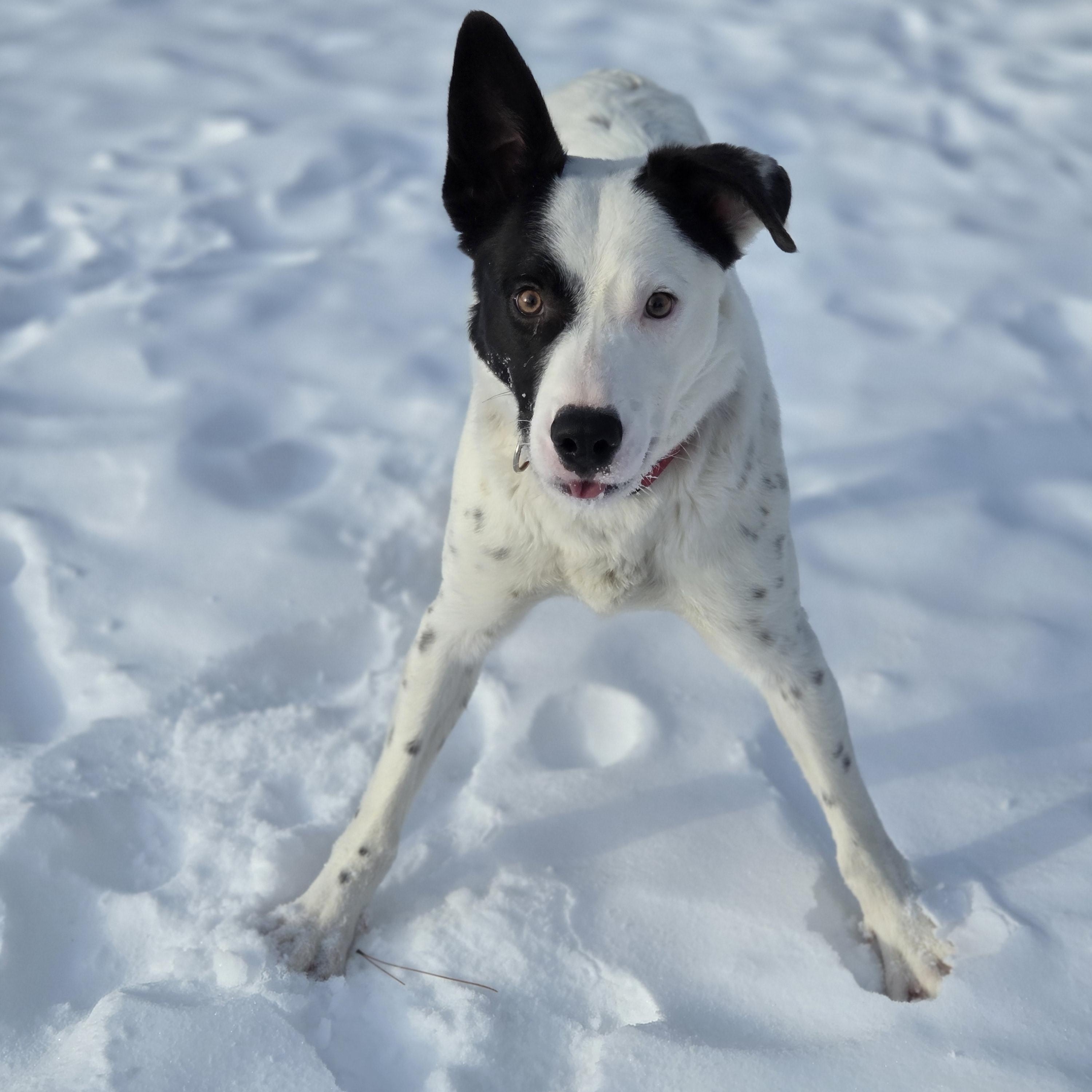 Enlarge Buddy, a ADOPTABLE mixed breed in Park Rapids, MN image 2/3