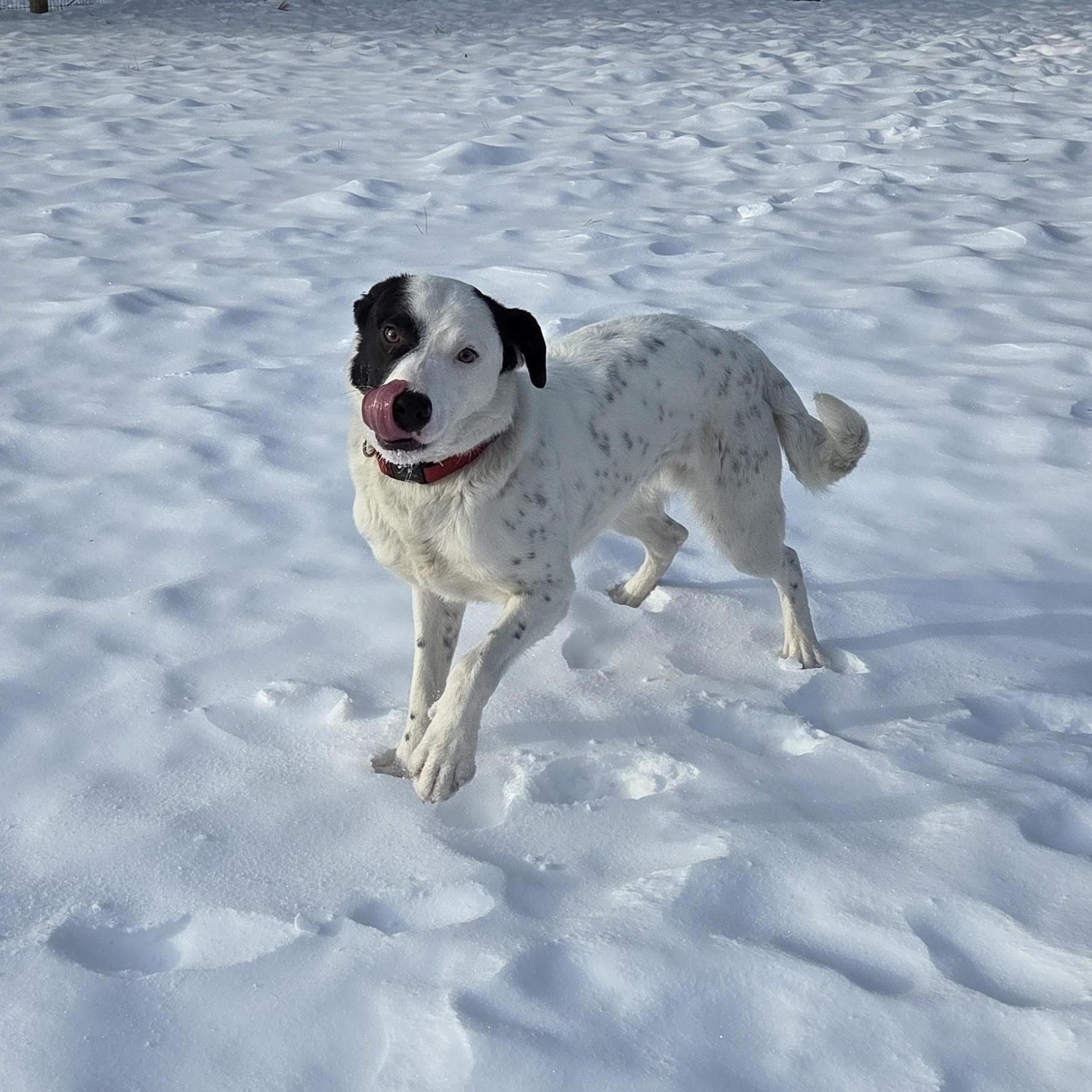 Enlarge Buddy, a ADOPTABLE mixed breed in Park Rapids, MN image 3/3