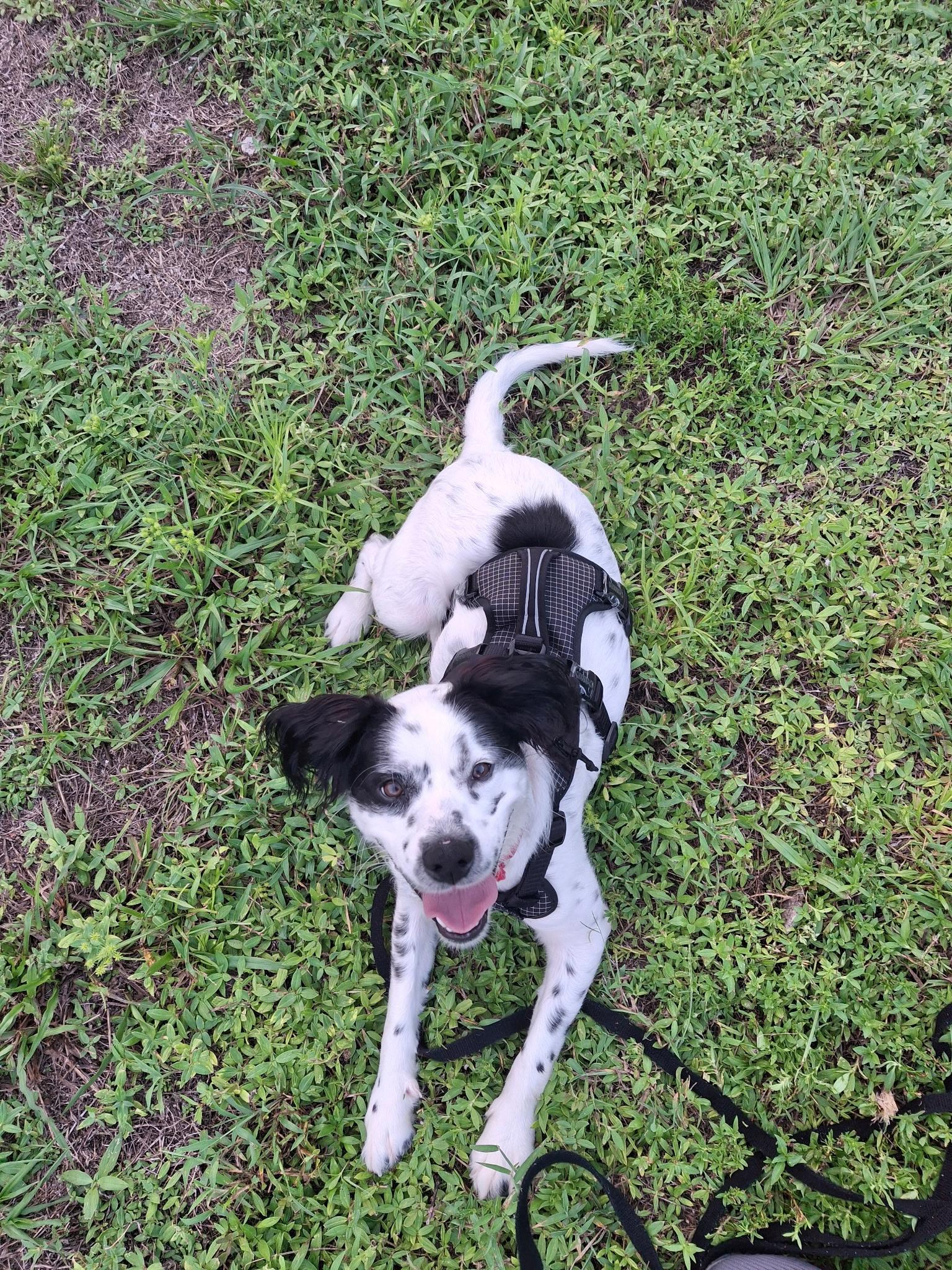 Enlarge Tin, a ADOPTABLE mixed breed in Lake Worth, FL image 2/6
