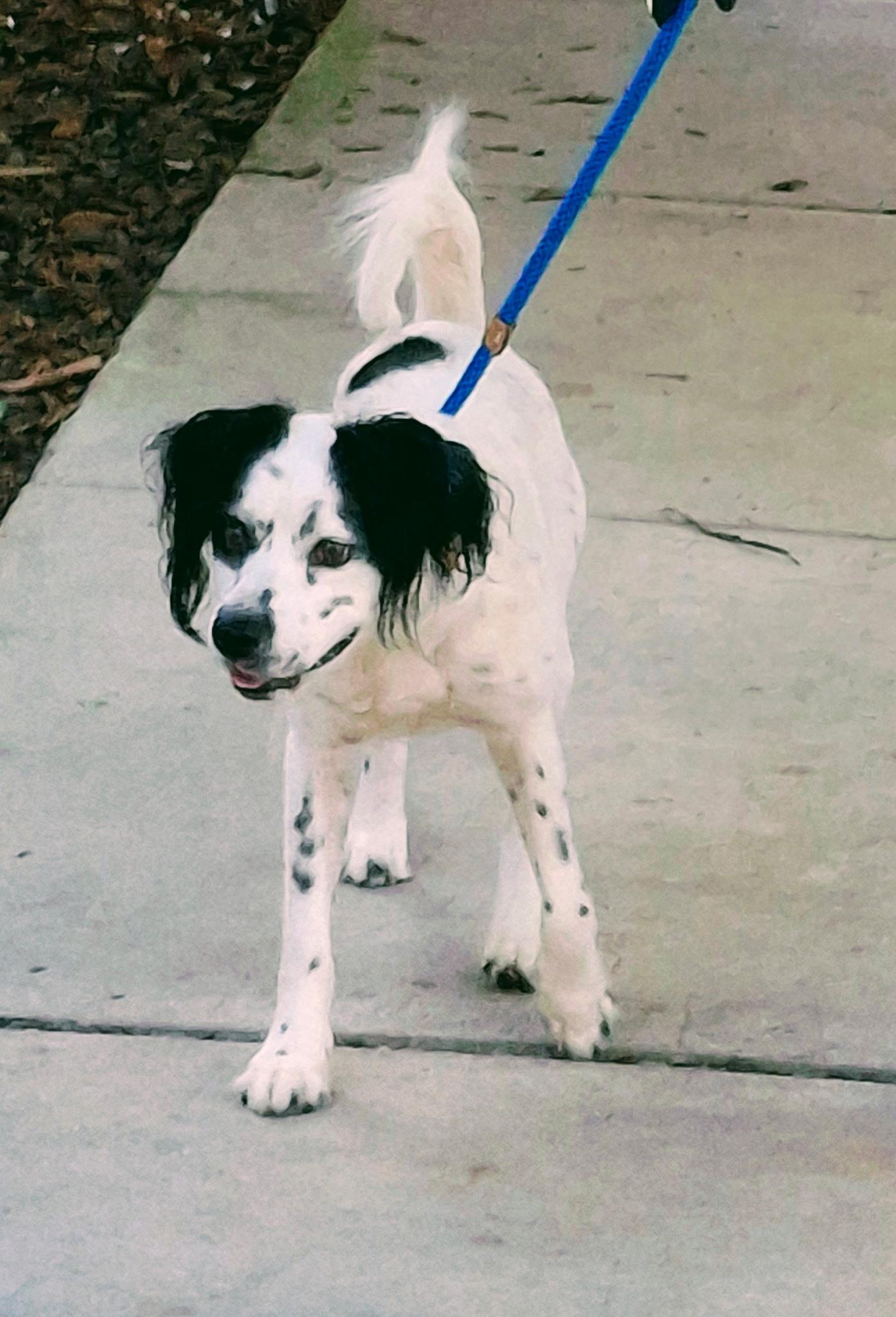 Enlarge Tin, a ADOPTABLE mixed breed in Lake Worth, FL image 6/6