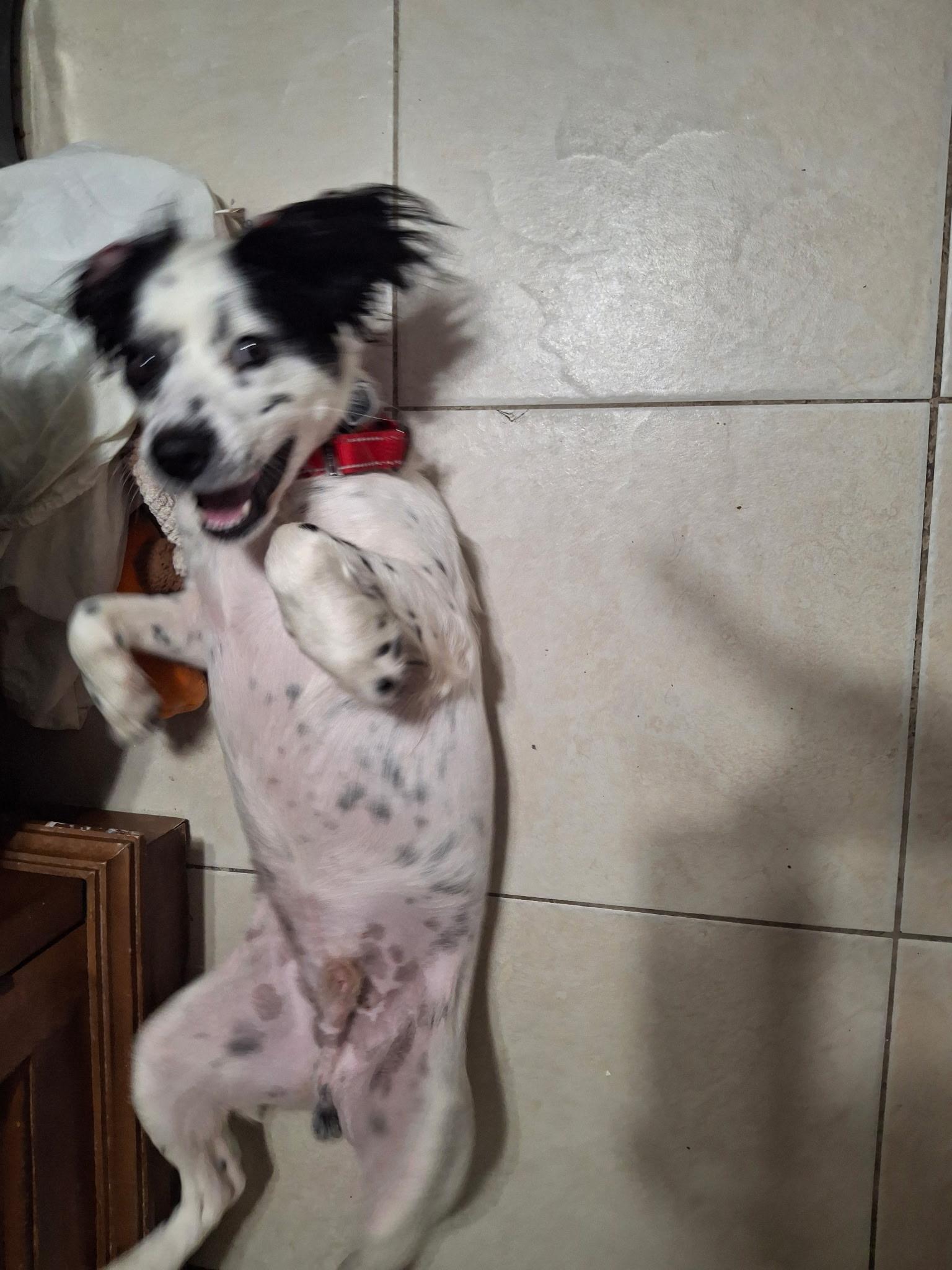 Enlarge Tin, a ADOPTABLE mixed breed in Lake Worth, FL image 3/6