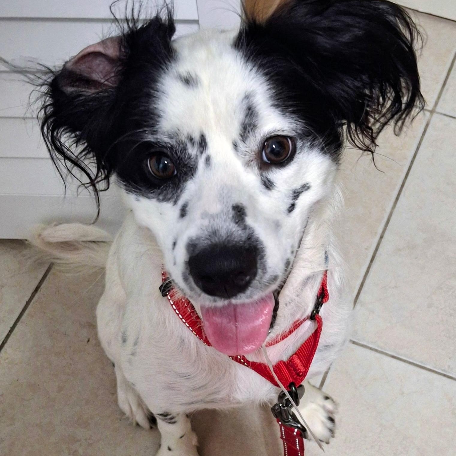 Tin, ADOPTABLE, Young Male English Setter & Australian Shepherd.