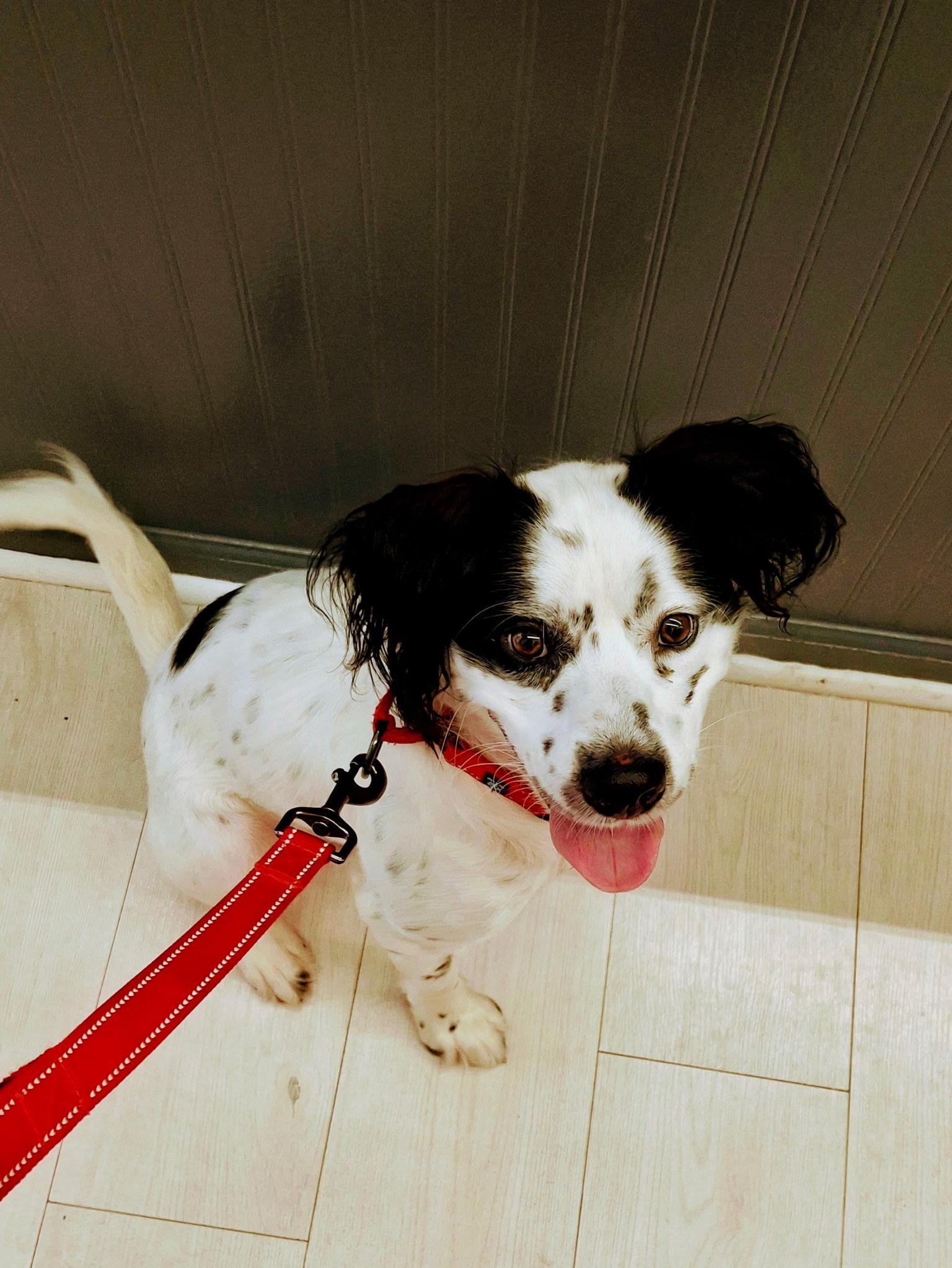 Enlarge Tin, a ADOPTABLE mixed breed in Lake Worth, FL image 5/6
