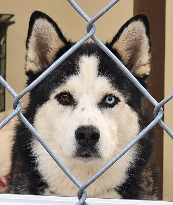 Zade, Adoptable, Adult Male Husky.