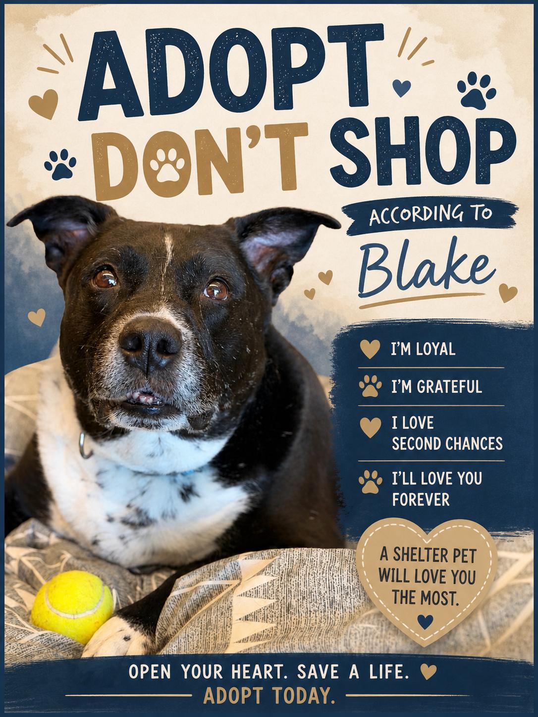 BLAKE, watch me show off!, Adoptable, Adult Male Australian Cattle Dog / Blue Heeler.