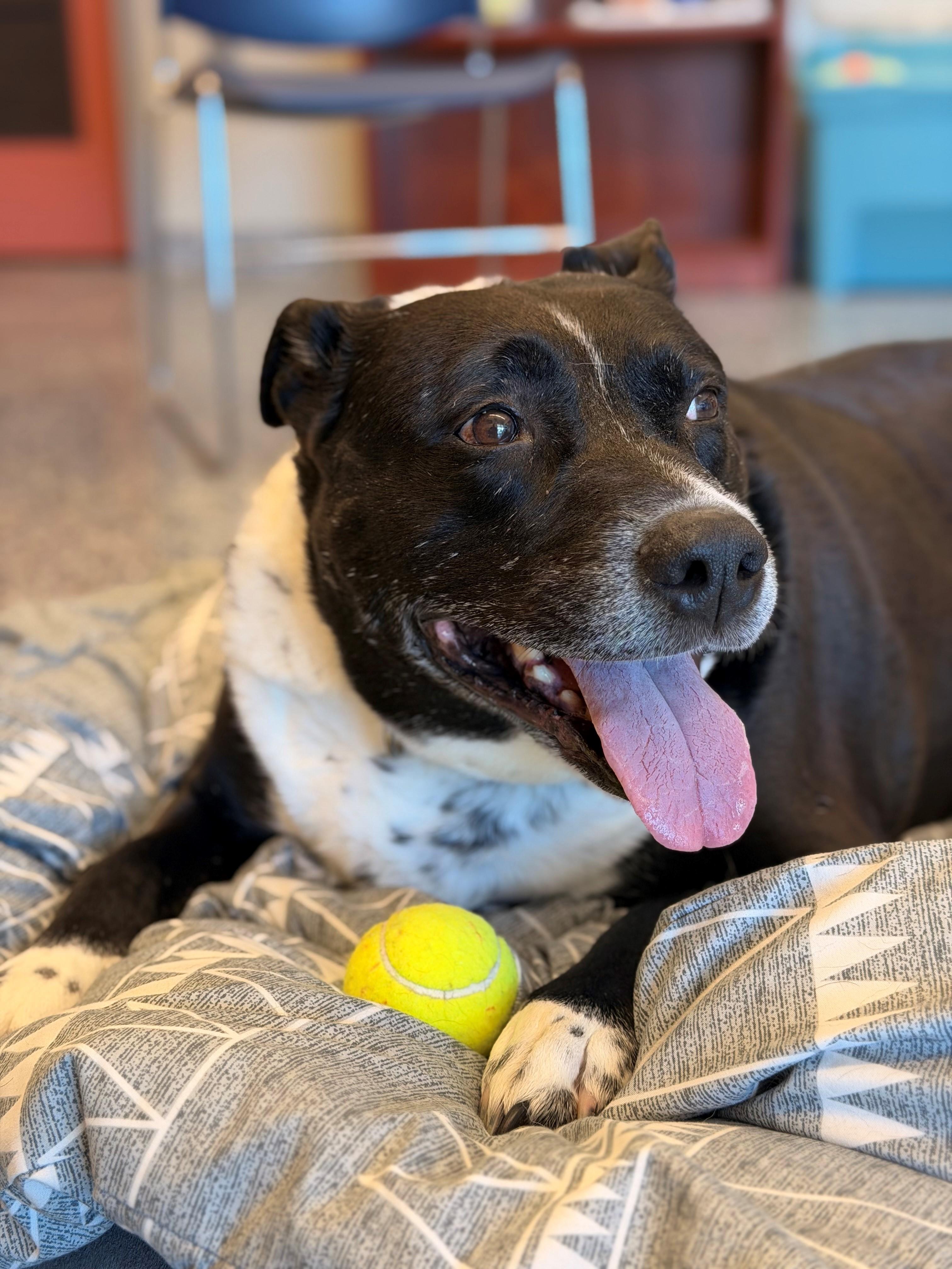 BLAKE, watch me hussle, a Adoptable mixed breed in Westerly, RI image 4/4