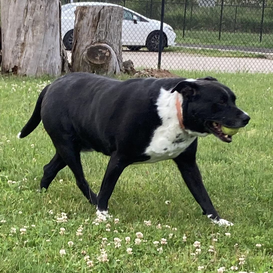 BLAKE, watch me hussle, Adult Male Australian Cattle Dog / Blue Heeler