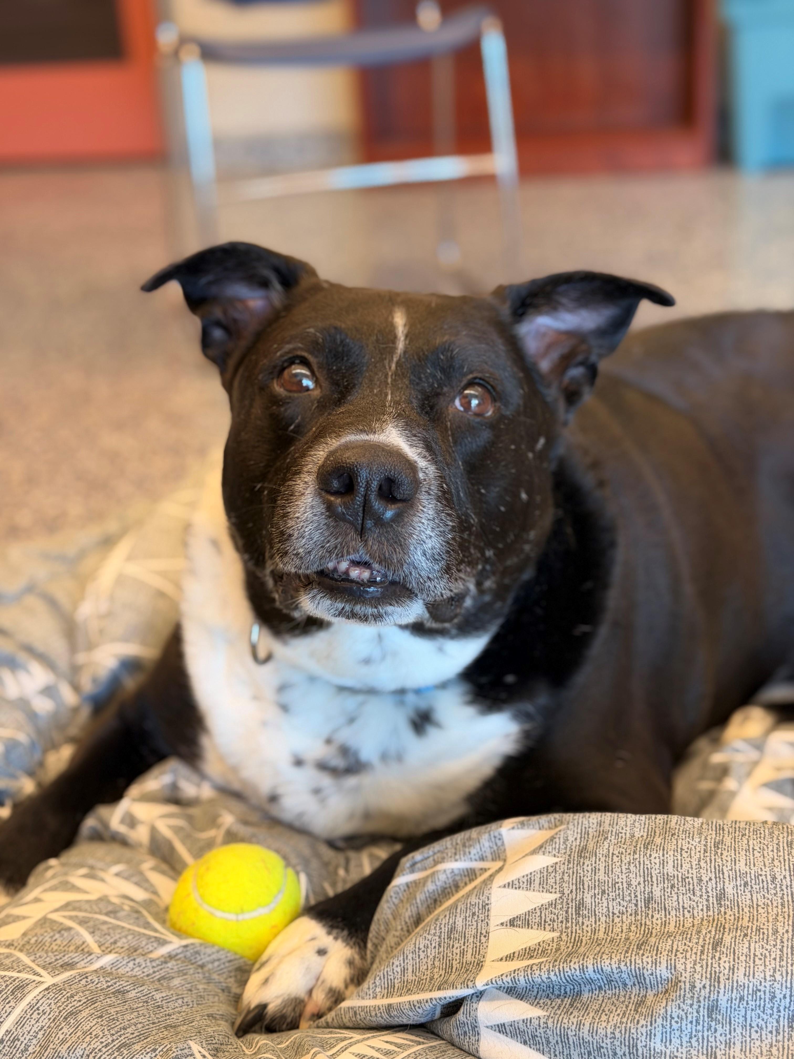 BLAKE, watch me hussle, a Adoptable mixed breed in Westerly, RI image 1/4