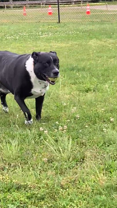 Enlarge BLAKE, watch me hussle, a Adoptable mixed breed in Westerly, RI video 3/4