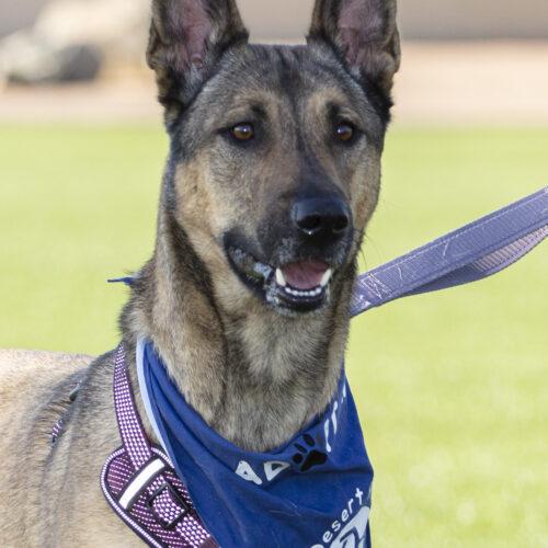Enlarge Bingo the Shepard, a Adoptable mixed breed in Coachella, CA image 1/1