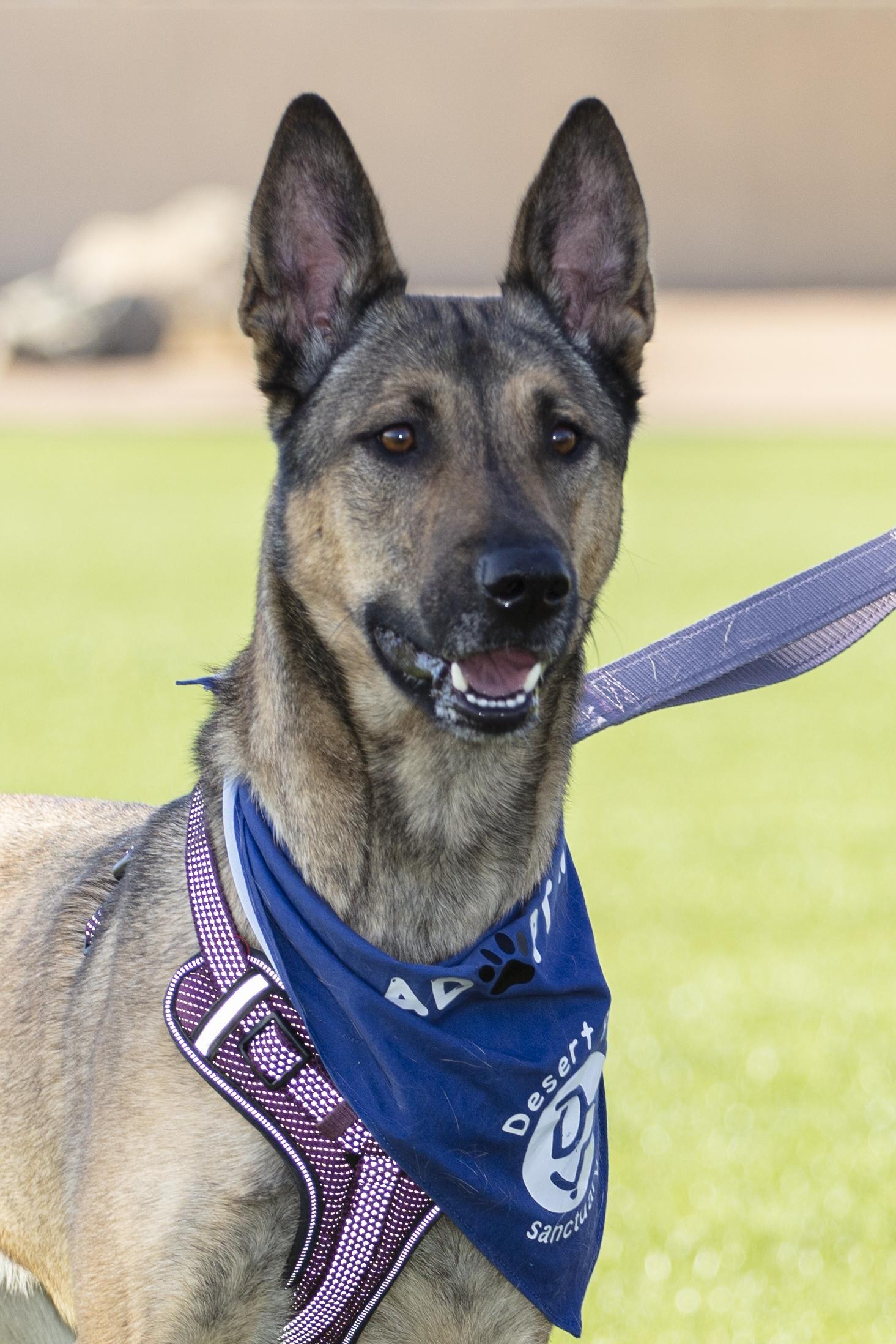 Enlarge Bingo the Shepard, a Adoptable mixed breed in Coachella, CA image 1/1