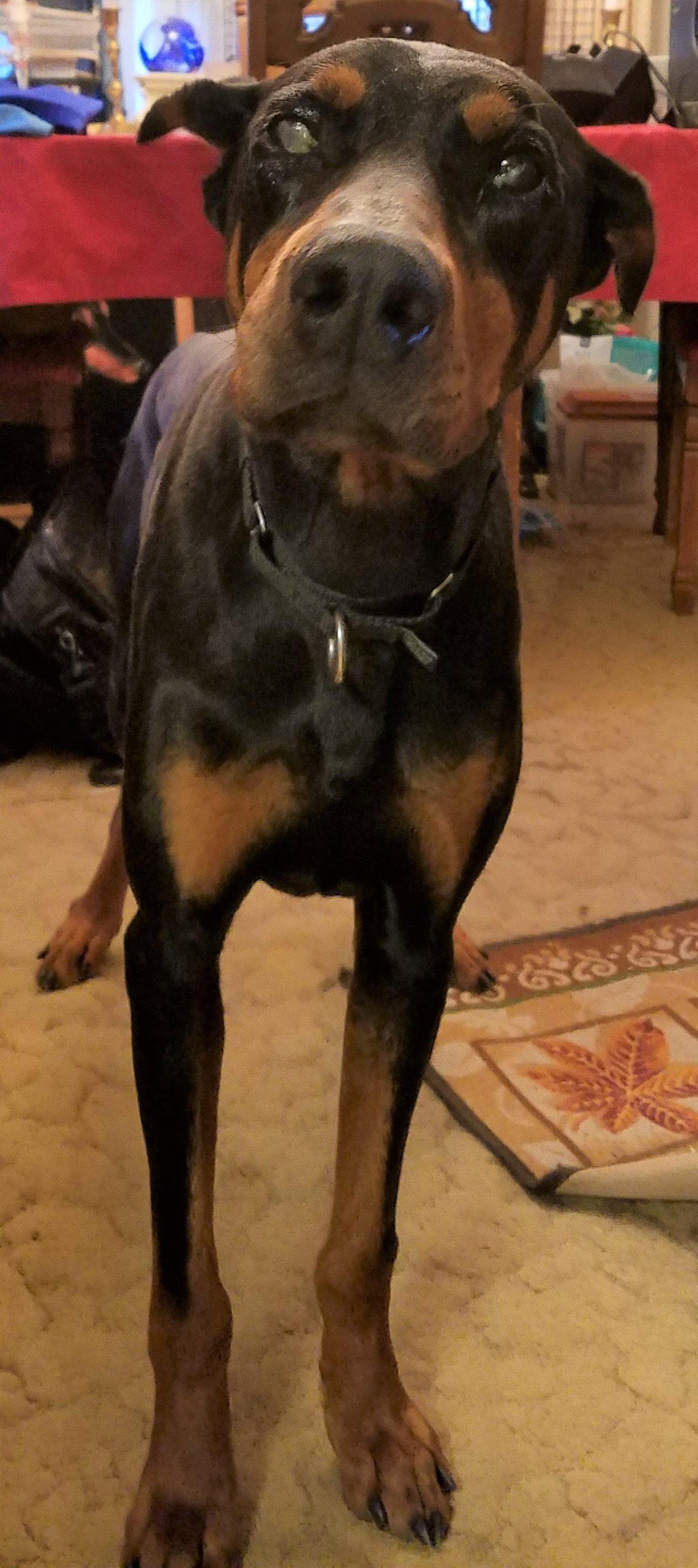 Atlas, a Adopted Doberman Pinscher in Omaha, NE image 1/3