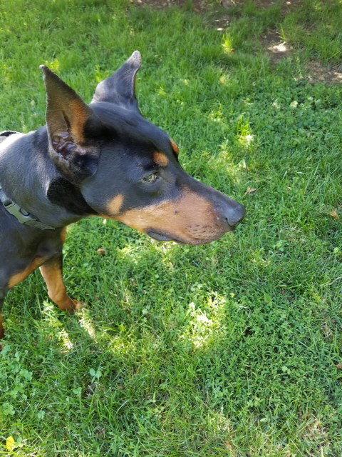 Atlas, a Adopted Doberman Pinscher in Omaha, NE image 2/3