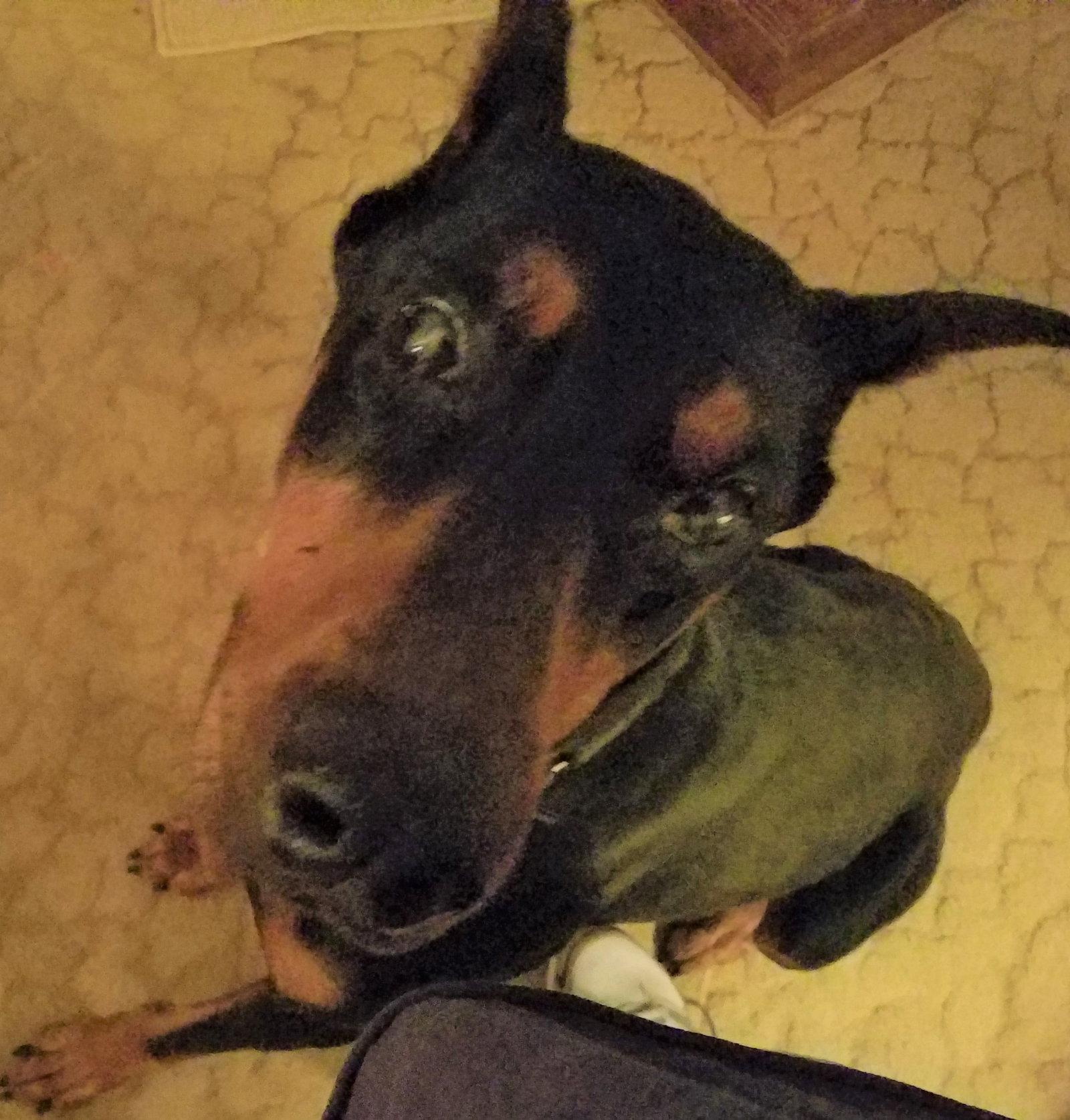 Atlas, a Adopted Doberman Pinscher in Omaha, NE image 3/3