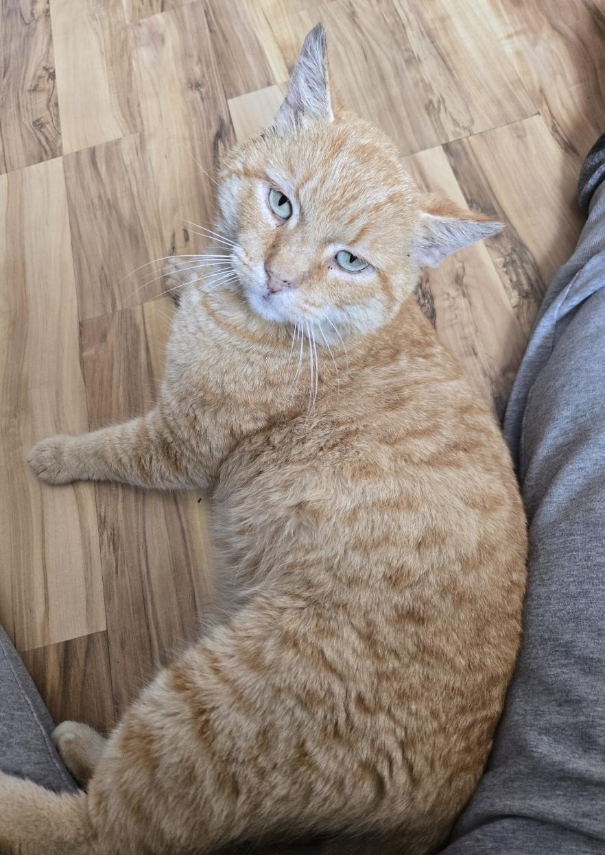 Enlarge Cinnamon INDOOR ONLY, a Adoptable mixed breed in Stockton, CA image 4/5