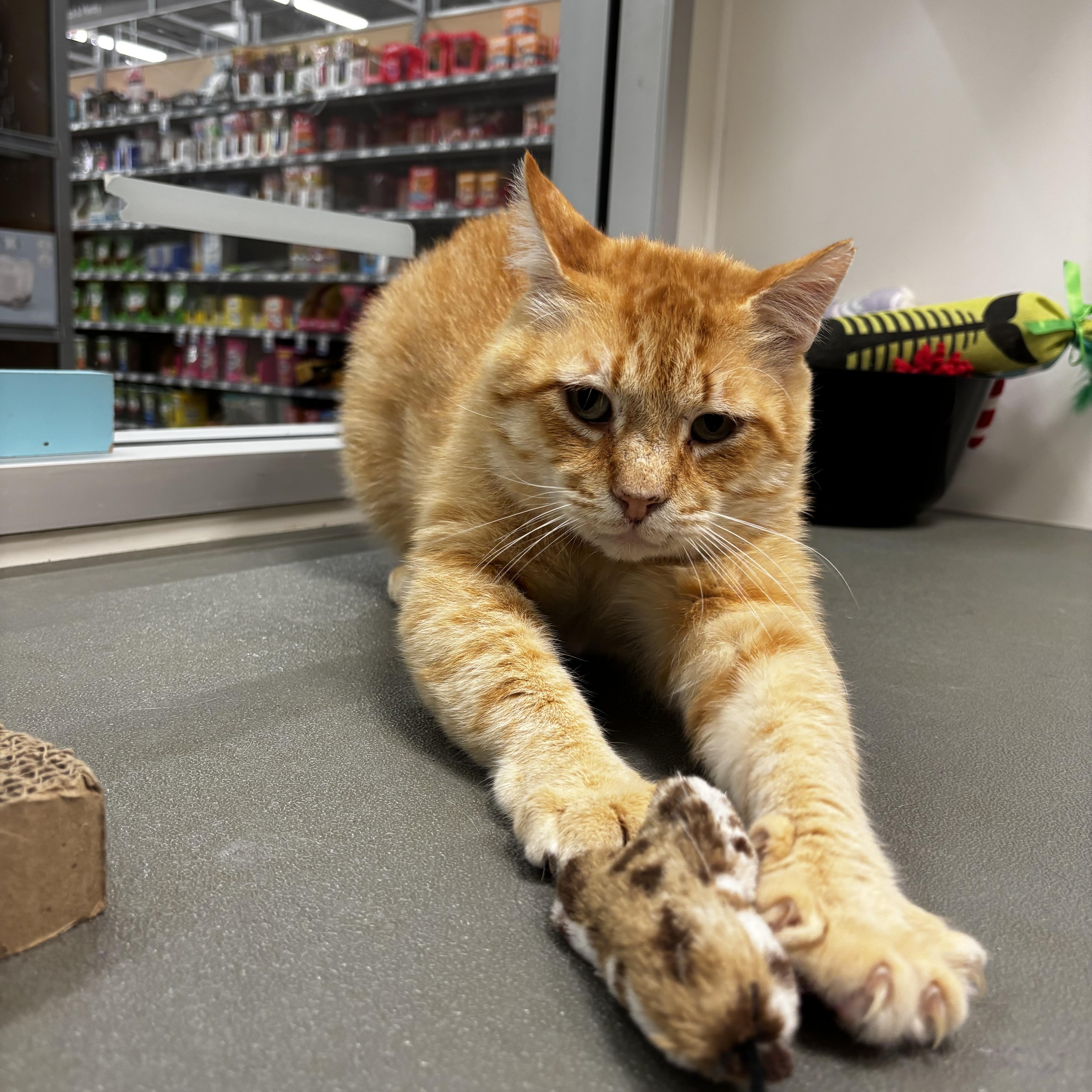 Enlarge Cinnamon INDOOR ONLY, a Adoptable mixed breed in Stockton, CA image 1/5