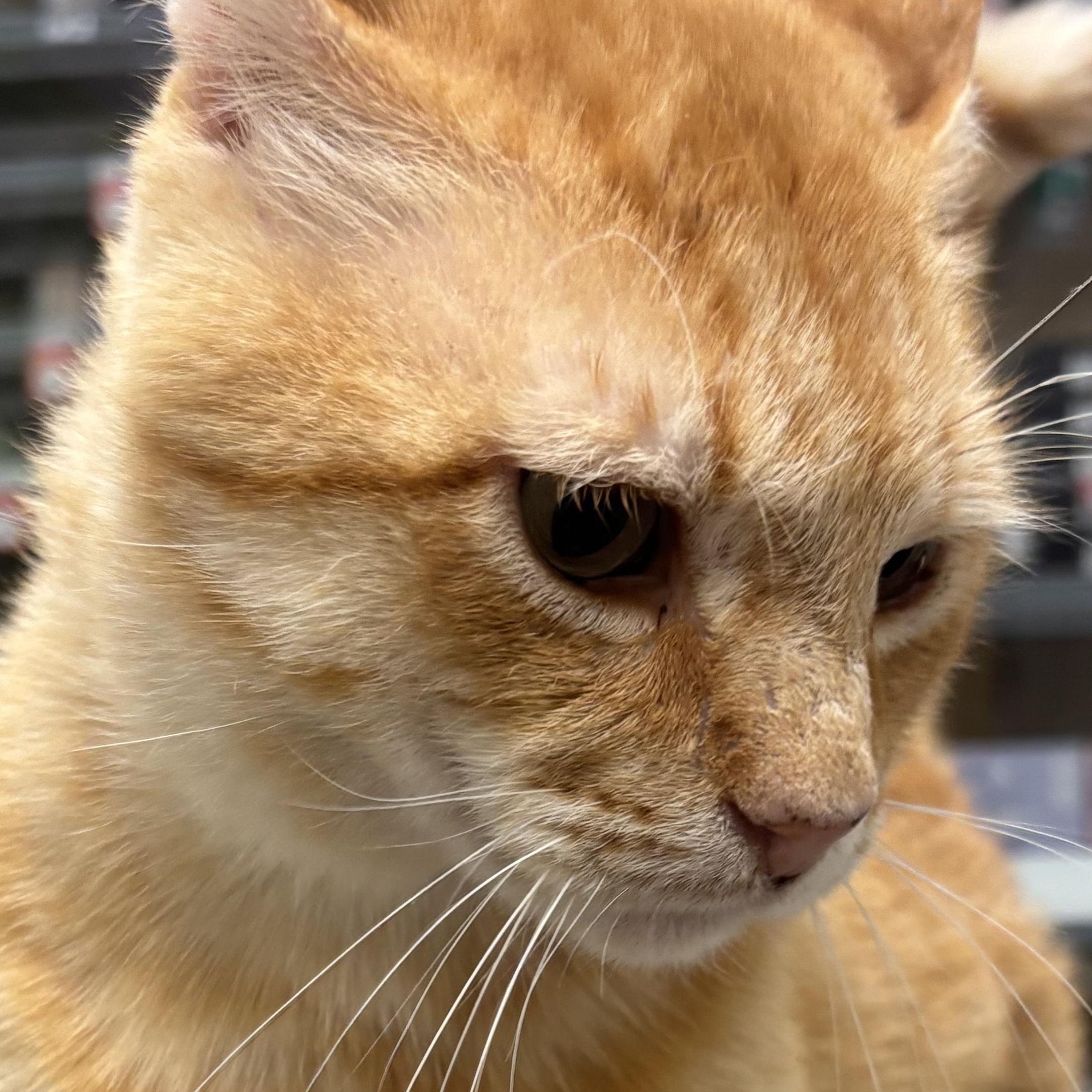Enlarge Cinnamon INDOOR ONLY, a Adoptable mixed breed in Stockton, CA image 5/5