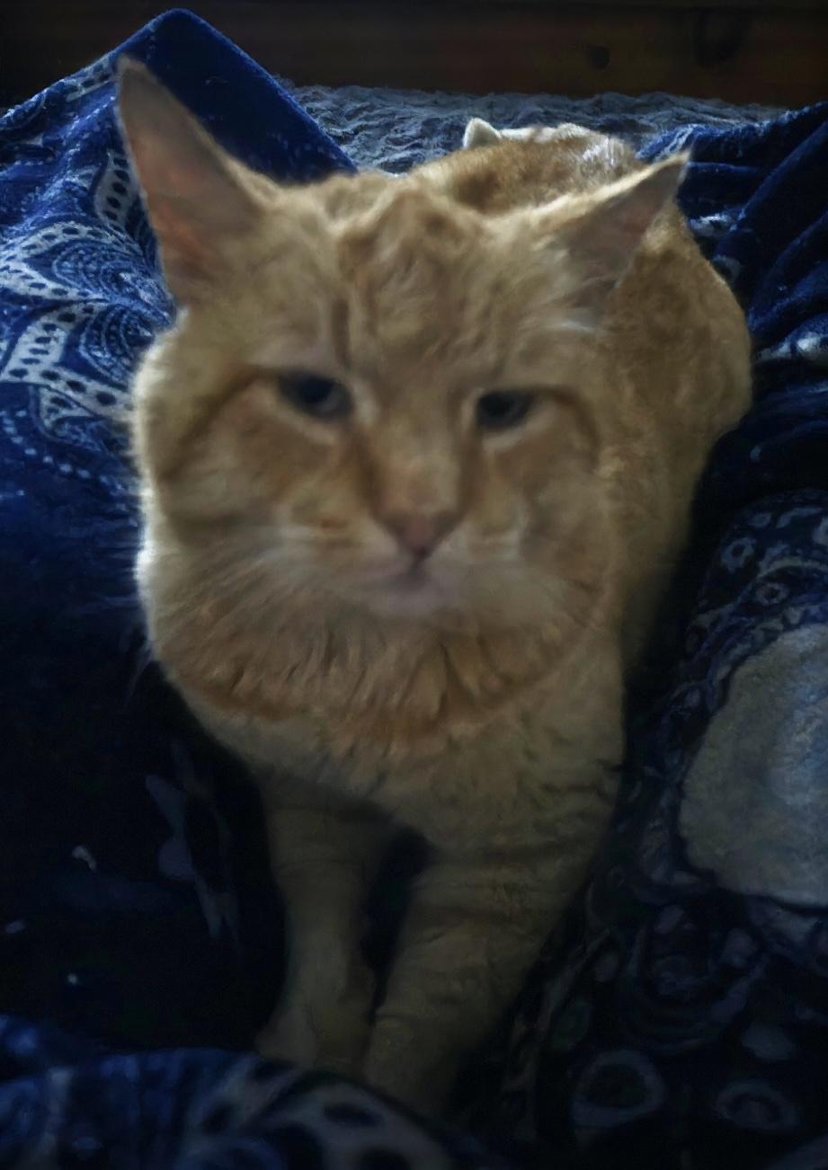 Enlarge Cinnamon INDOOR ONLY, a Adoptable mixed breed in Stockton, CA image 3/5