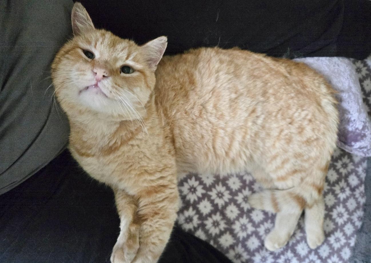 Enlarge Cinnamon INDOOR ONLY, a Adoptable mixed breed in Stockton, CA image 2/5