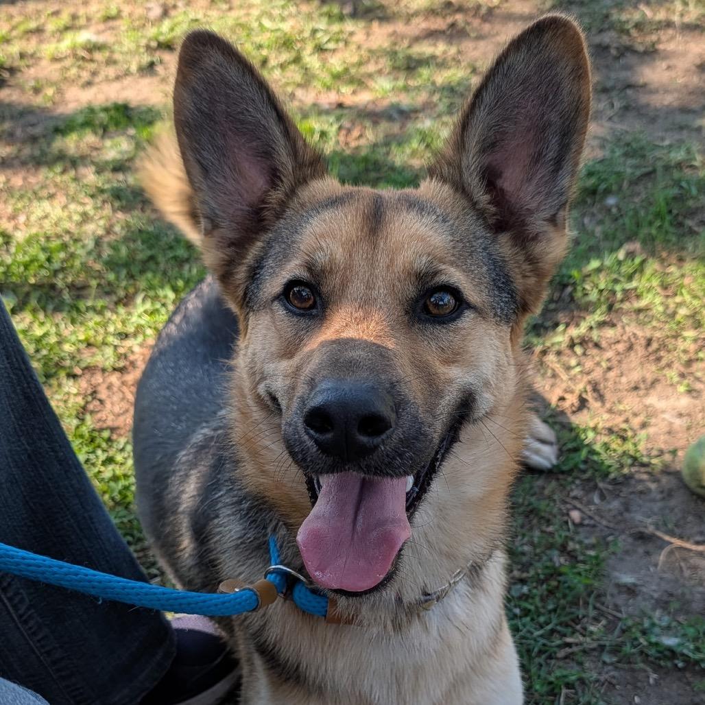 Enlarge Burrito, a Adoptable mixed breed in Hawthorne, CA image 1/3