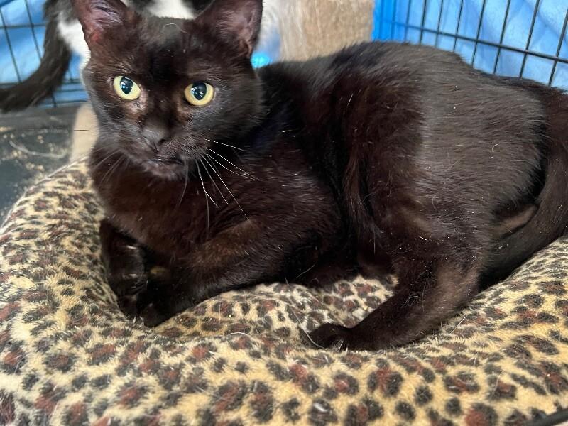 Jeanie, Adoptable, Senior Female Domestic Short Hair.