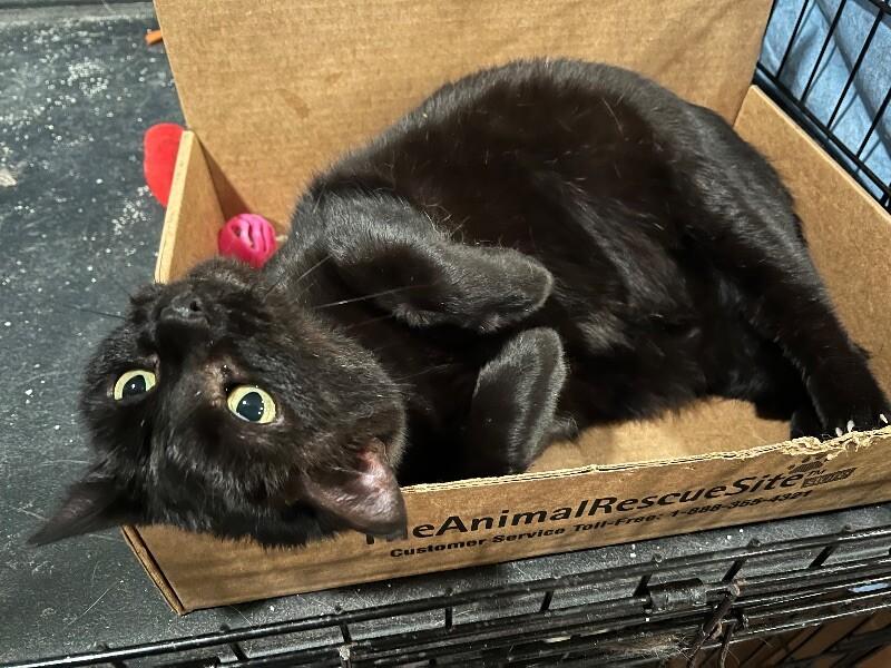 Jeanie, a Adoptable Domestic Short Hair in Colmar, PA image 2/4