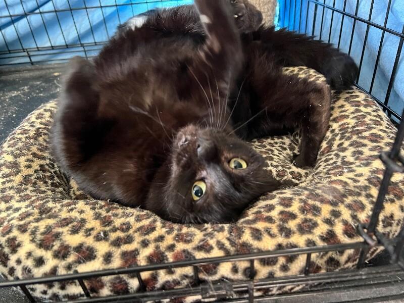 Jeanie, a Adoptable Domestic Short Hair in Colmar, PA image 3/4