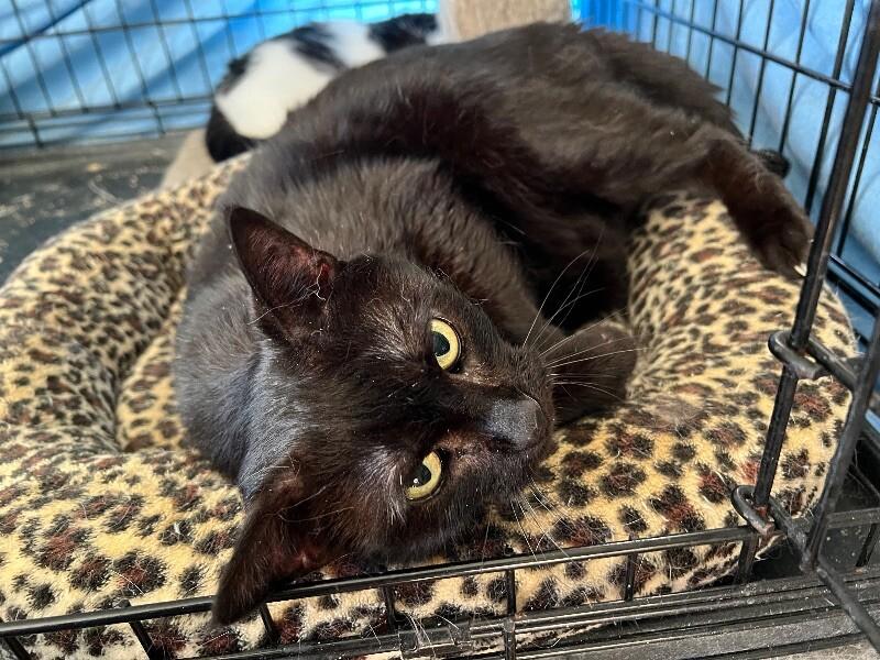 Jeanie, a Adoptable Domestic Short Hair in Colmar, PA image 4/4