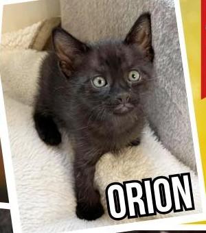 Orion