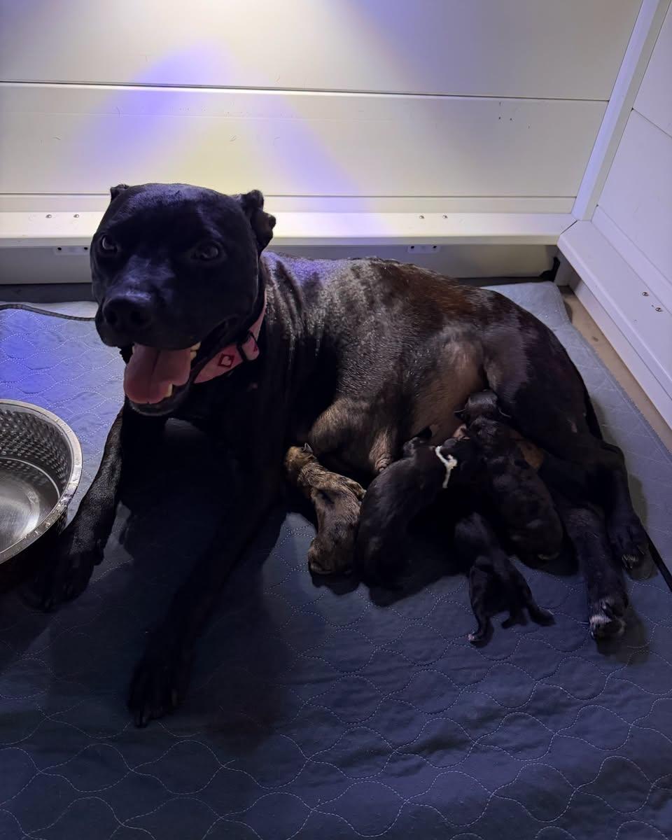 Hedy Lamar, a ADOPTABLE Mixed Breed in Memphis, TN image 6/6