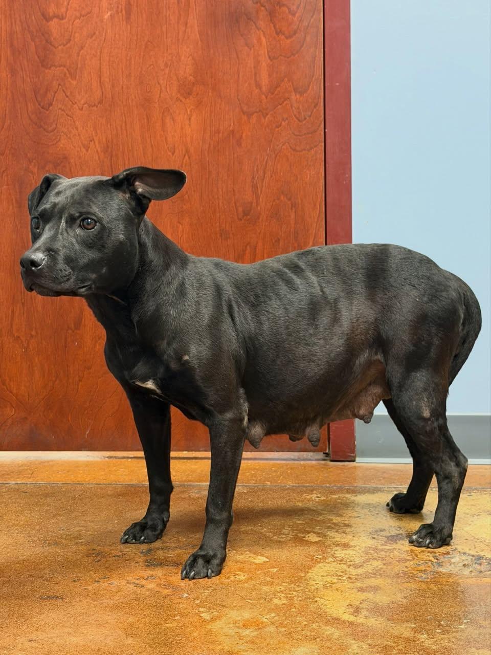 Hedy Lamar, a ADOPTABLE Mixed Breed in Memphis, TN image 2/6
