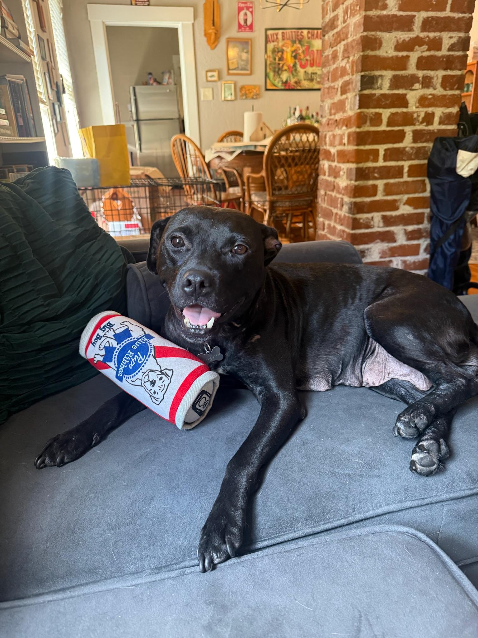 Enlarge Hedy Lamar, a Adoptable Mixed Breed in Memphis, TN image 3/6