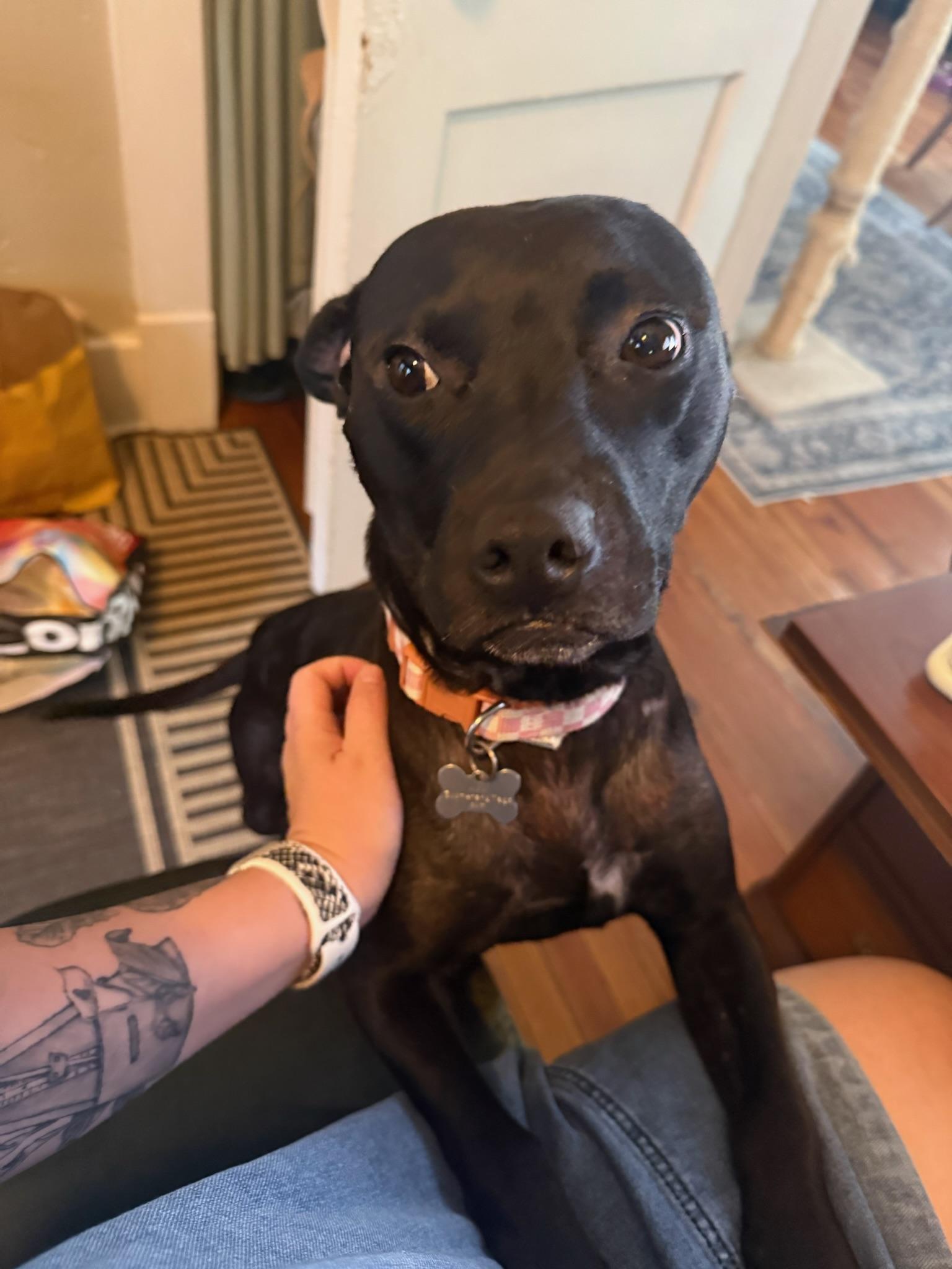 Enlarge Hedy Lamar, a Adoptable Mixed Breed in Memphis, TN image 4/6