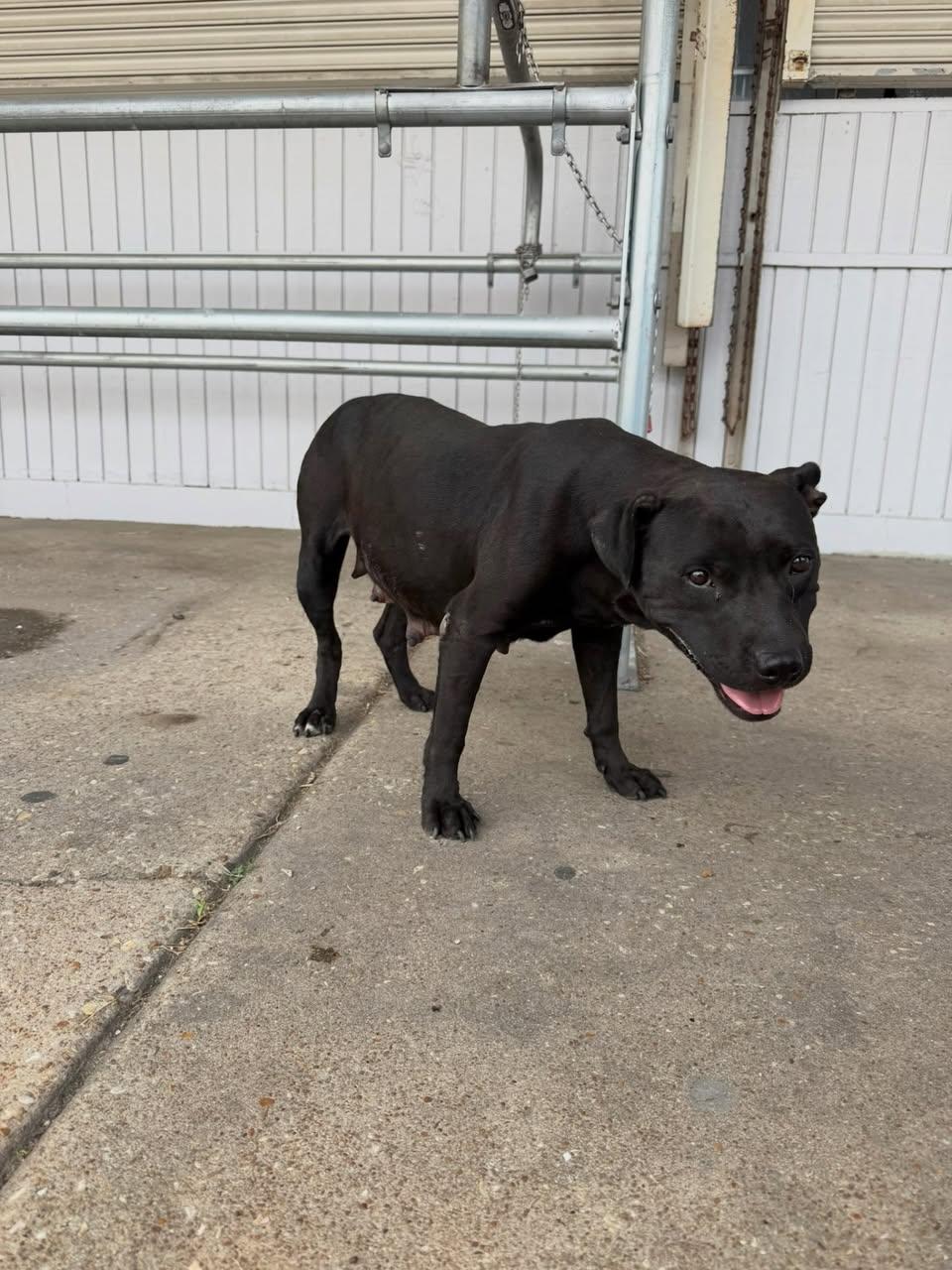 Hedy Lamar, a ADOPTABLE Mixed Breed in Memphis, TN image 5/6