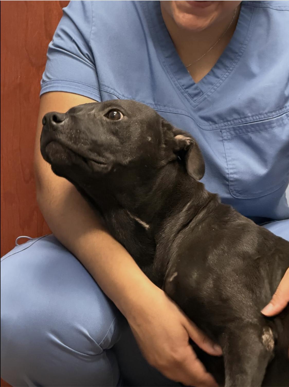 Hedy Lamar, a ADOPTABLE Mixed Breed in Memphis, TN image 6/6