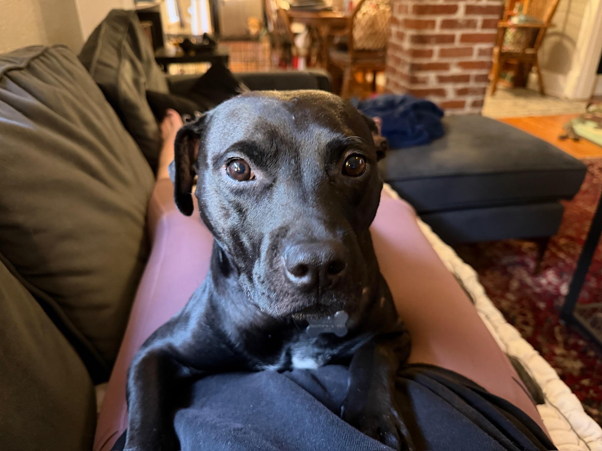 Hedy Lamar, Adoptable, Adult Female Mixed Breed.