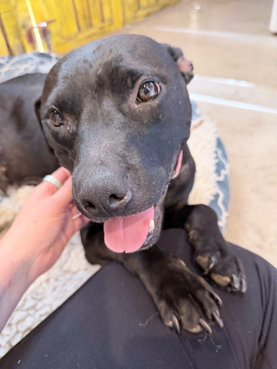 Hedy Lamar, ADOPTABLE, Adult Female Mixed Breed.