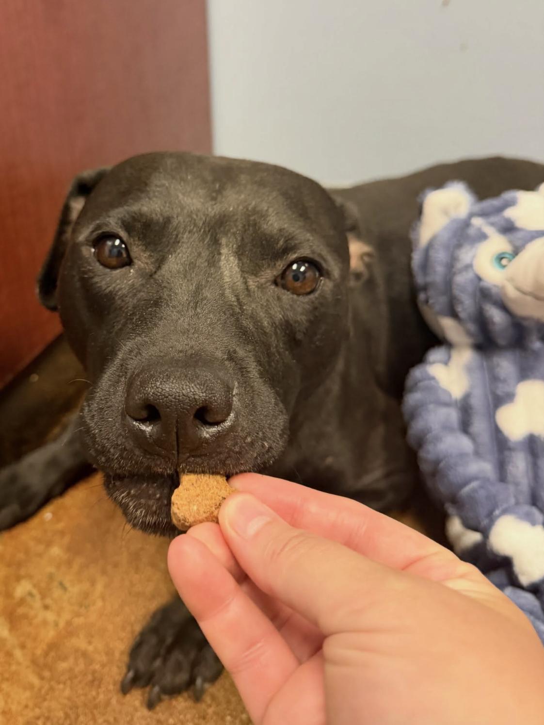 Hedy Lamar, a ADOPTABLE Mixed Breed in Memphis, TN image 1/6